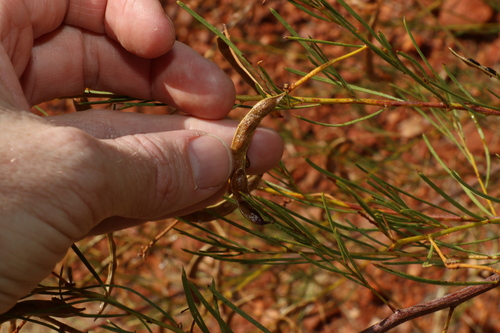 Image of Acacia chisholmii by (c) Greg Tasney, some rights reserved (CC BY-SA)