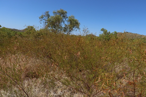 Image of Acacia chisholmii by (c) Greg Tasney, some rights reserved (CC BY-SA)