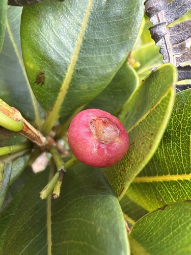 Syzygium sandwicense
