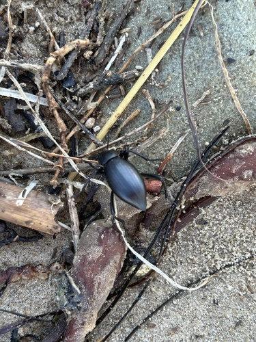 iNaturalist observation photo of Dentate Stink Beetle