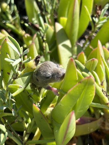 iNaturalist observation photo of Reithrodontomyini