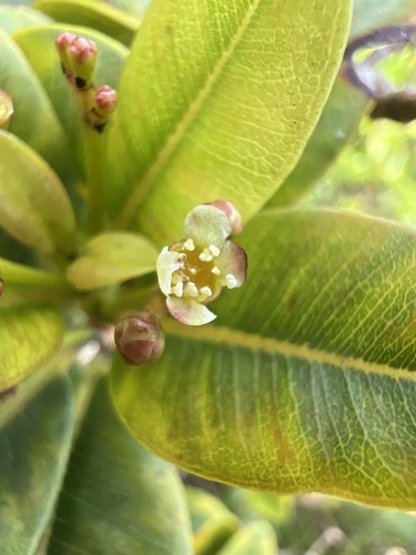 Syzygium sandwicense