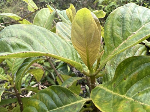 Bobea brevipes