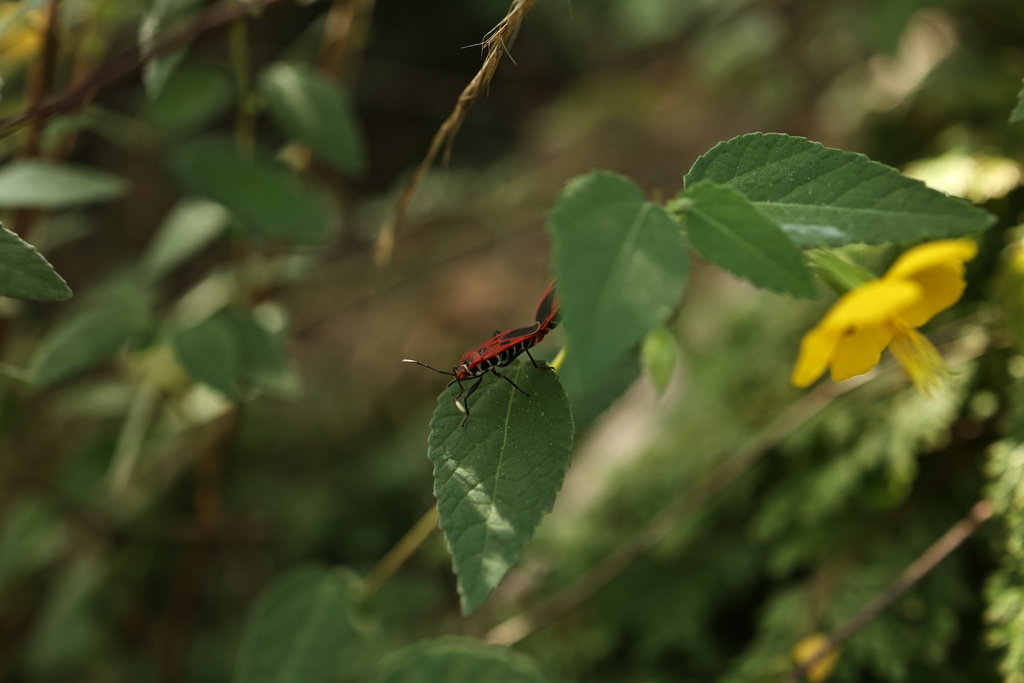 Pyrrhopeplus carduelis from 定海区, 舟山市, 浙江省, CN on September 27, 2023 at ...