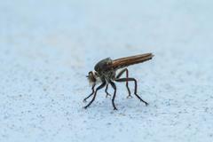 Cophinopoda