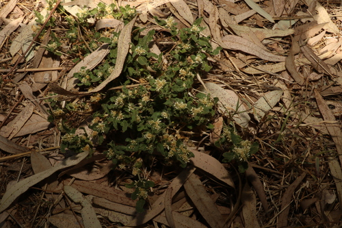 Image of Alternanthera nana by (c) Greg Tasney, some rights reserved (CC BY-SA)