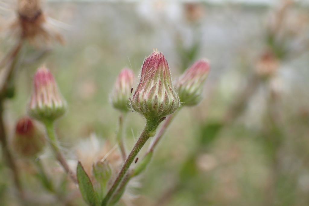 Pseudoconyza