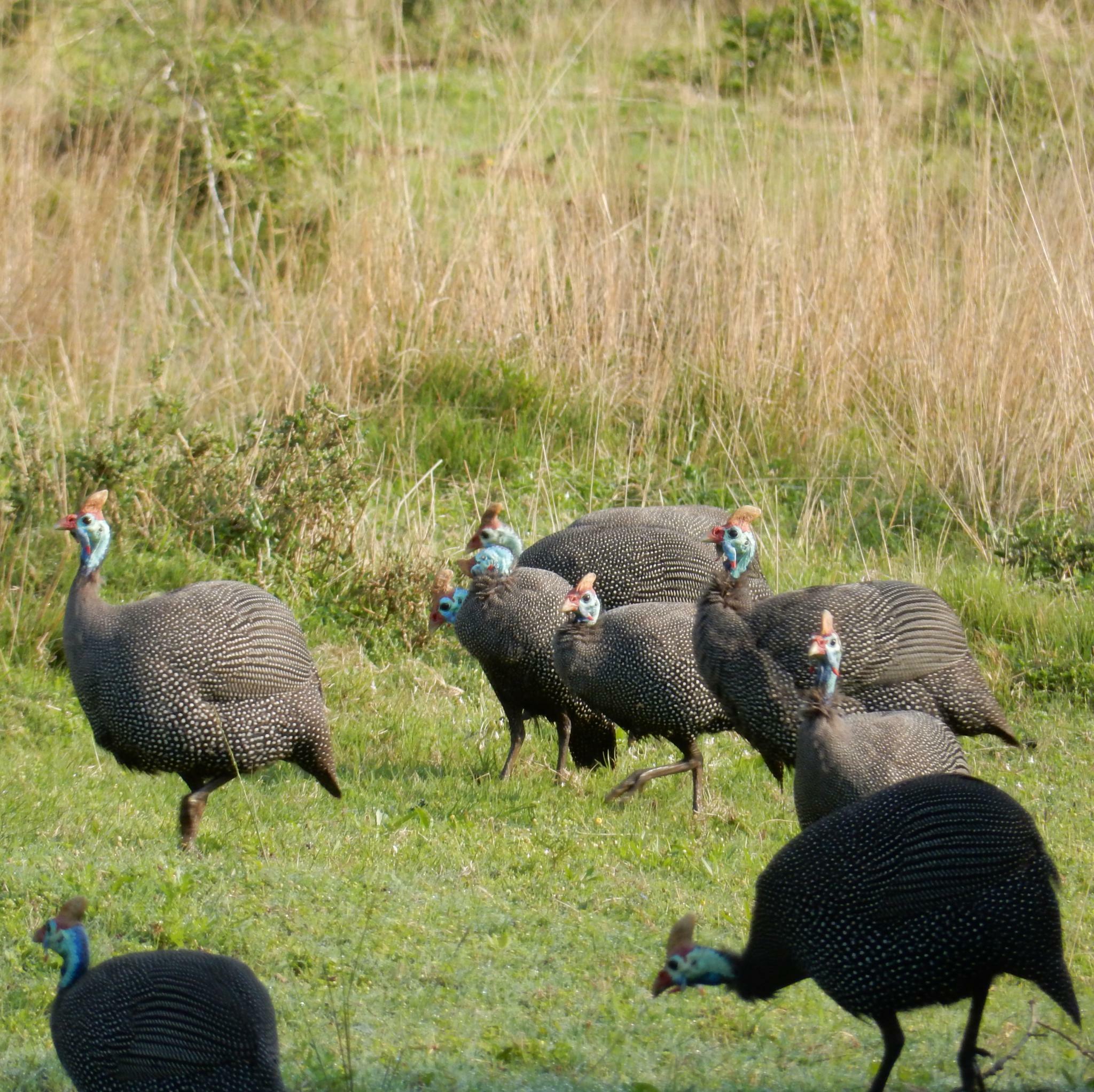 Helmeted Guineafowl