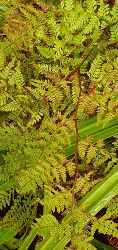 Paesia scaberula (Paesia scaberula)