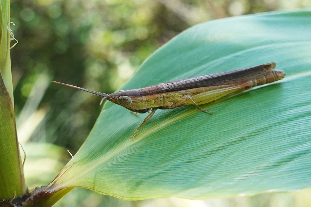 Chlorophlaeoba hongkongensis