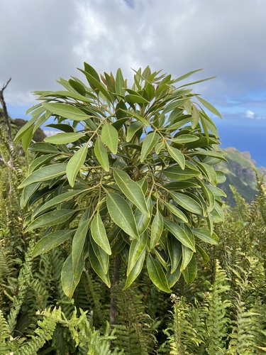 Polyscias bisattenuata, 2023-09-26