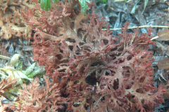 Haloplegma preissii