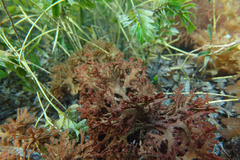 Haloplegma preissii