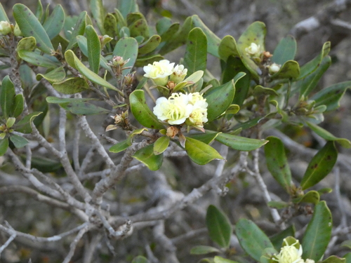 Xanthostemon carlii