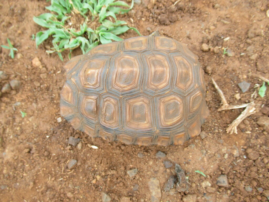 Natal hinge backed tortoise from umkhanyakude district municipality