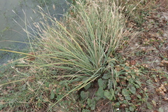 Cyperus javanicus