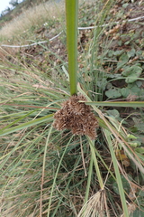 Cyperus javanicus