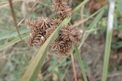 Cyperus javanicus
