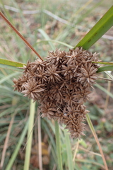 Cyperus javanicus