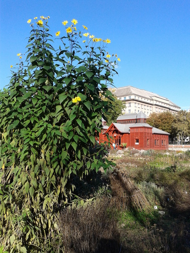 Another photo of Jerusalem artichoke