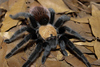 Golden Redrump Tarantula - Photo (c) Brian Amilpa, some rights reserved (CC BY-NC), uploaded by Brian Amilpa