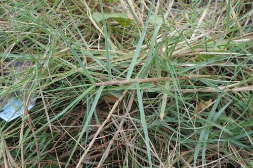 Paspalum vaginatum iNat (1)