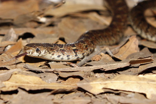 Photo of a False Ficimia (Pseudoficimia frontalis)
