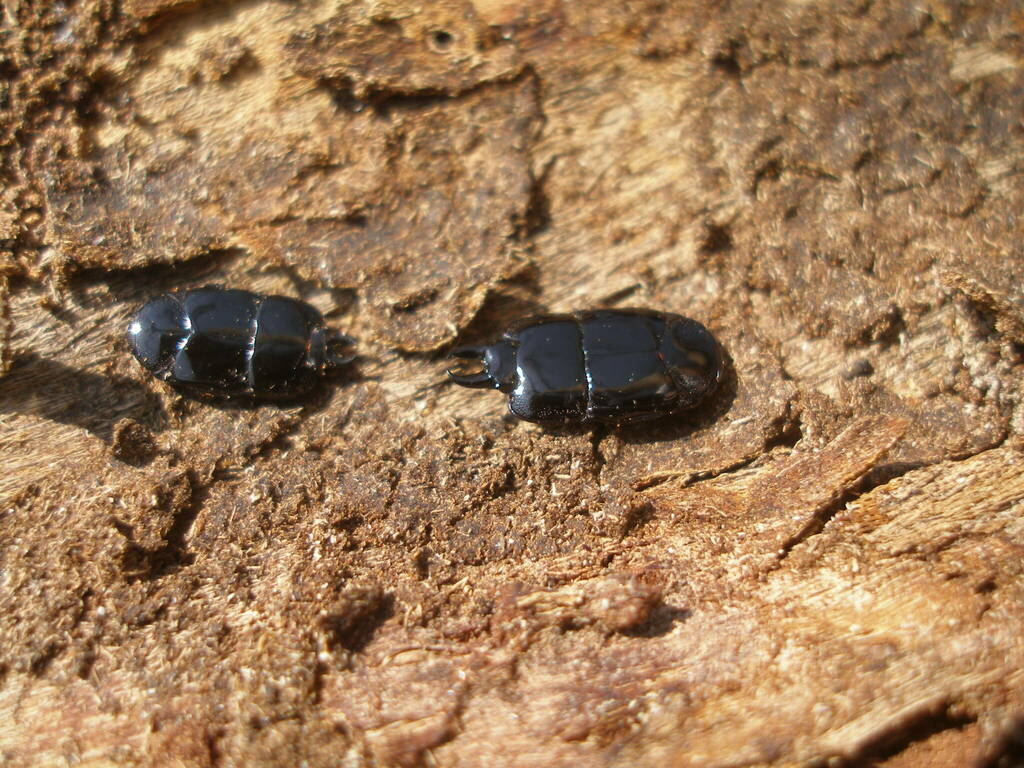 Hololepta scissoma