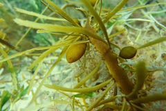 Phyllospora comosa