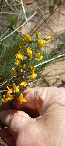 Image of Lebeckia plukenetiana by (c) Adele SL, some rights reserved (CC BY)