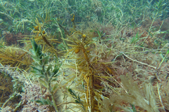 Phyllospora comosa