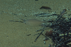 Parequula melbournensis