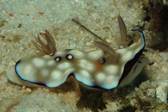 Goniobranchus hintuanensis