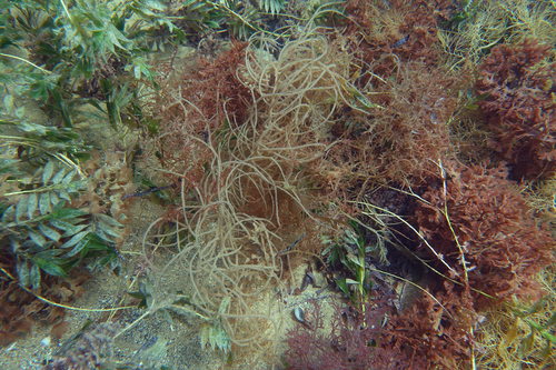 Cladosiphon observed 2019-03-01
