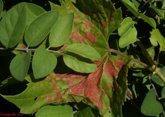 Phyllosticta ampelicida