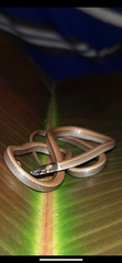 Cantor's Black-Headed Snake photo 3