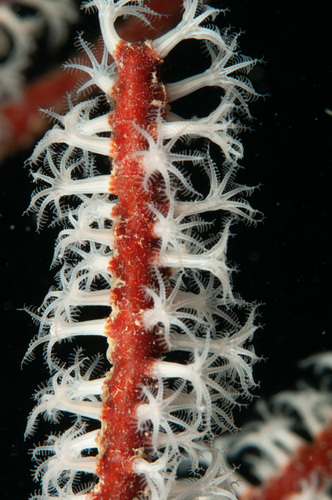 Sea Fan