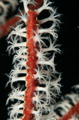 Sea Fan