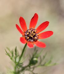 Adonis flammea