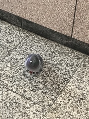 Columba livia domestica