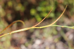 Pucciniaceae
