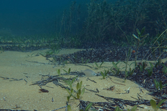 Parequula melbournensis