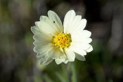 Layia glandulosa