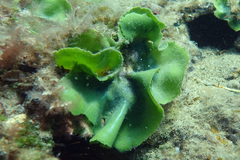 Dictyosphaeria sericea