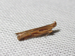 Eutorna symmorpha