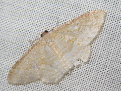 Poecilasthena pulchraria