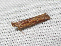 Eutorna symmorpha