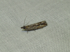 Strepsicrates ejectana