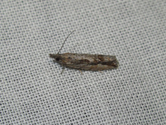 Strepsicrates ejectana