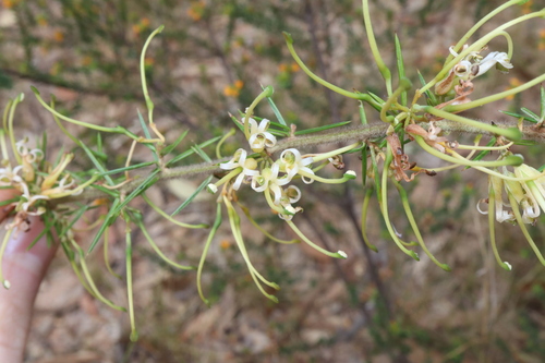 Image of Grevillea juniperina by (c) Thomas Mesaglio, some rights reserved (CC BY)